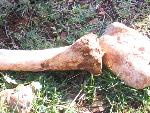 Thumbnail Image, Click to Enlarge thumb_IMG_3498.JPG