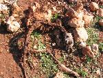 Thumbnail Image, Click to Enlarge thumb_IMG_3500.JPG