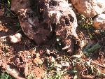 Thumbnail Image, Click to Enlarge thumb_IMG_3501.JPG