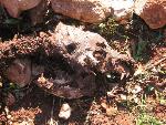 Thumbnail Image, Click to Enlarge thumb_IMG_3502.JPG