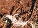 Thumbnail Image, Click to Enlarge thumb_IMG_3503.JPG