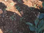 Thumbnail Image, Click to Enlarge thumb_IMG_3508.JPG
