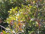 Thumbnail Image, Click to Enlarge thumb_IMG_3509.JPG