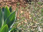 Thumbnail Image, Click to Enlarge thumb_IMG_3511.JPG