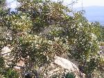 Thumbnail Image, Click to Enlarge thumb_IMG_3512.JPG