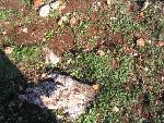Thumbnail Image, Click to Enlarge thumb_IMG_3522.JPG