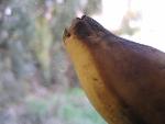Thumbnail Image, Click to Enlarge thumb_IMG_3532.JPG