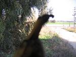 Thumbnail Image, Click to Enlarge thumb_IMG_3533.JPG