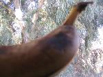 Thumbnail Image, Click to Enlarge thumb_IMG_3534.JPG